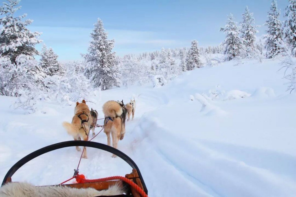 Trenó sendo puxado por cães na neve