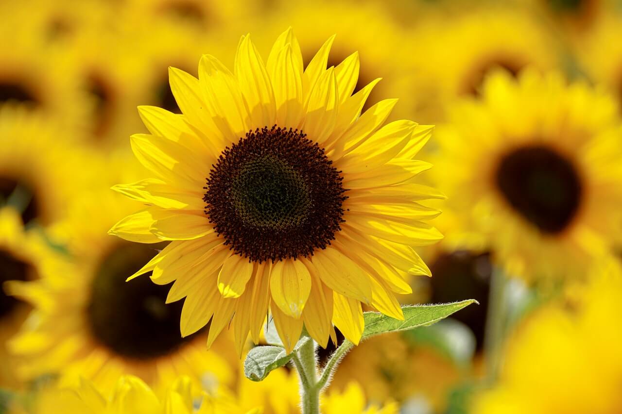 Setembro Amarelo: valorizando a vida com o salto de paraquedas